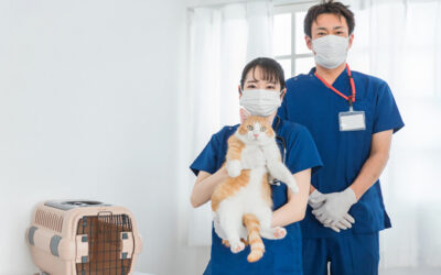 愛玩動物看護師の資格・試験とは？愛玩動物看護師国家試験の受験方法や概要などを解説